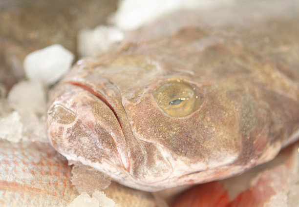 安康鱼的特写图片下载