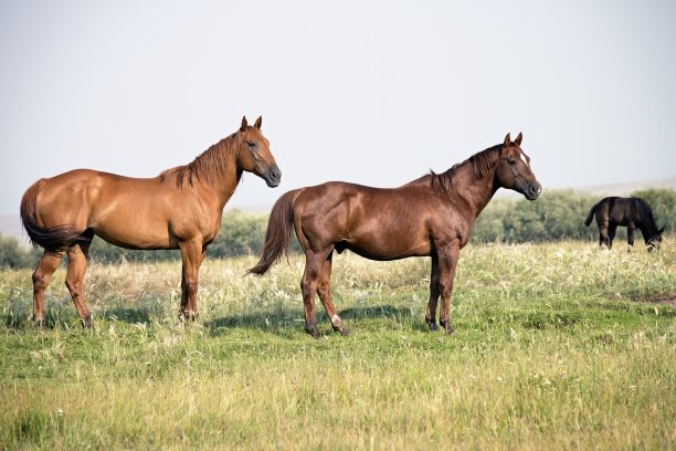 母马和公马图片下载
