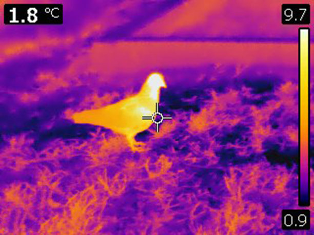 鸽子的红外热像图片下载