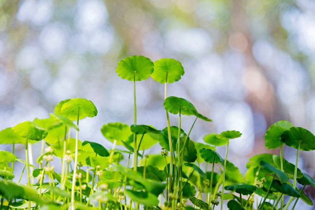 新鲜的叶子图片下载