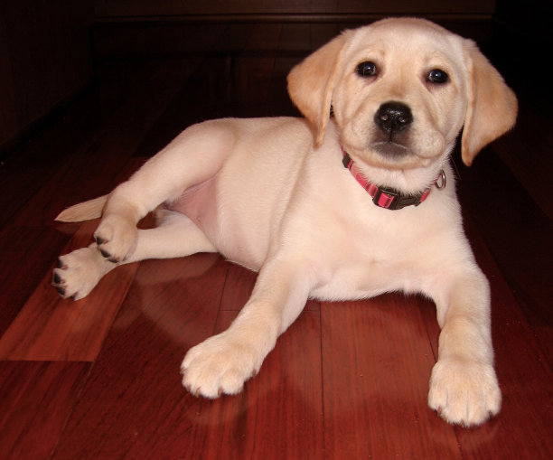 拉布拉多寻回犬图片下载