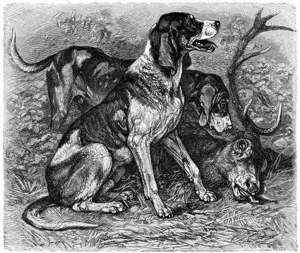 猎鹿犬图片下载