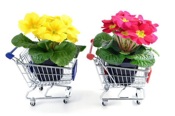 两朵樱草花放在购物车的花盆里图片下载