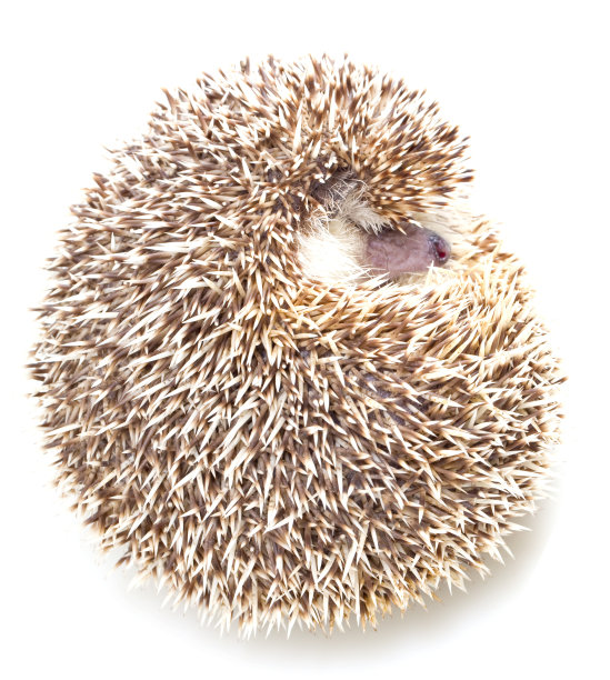 四趾刺猬图片下载