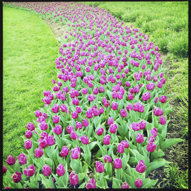 郁金香的床图片下载