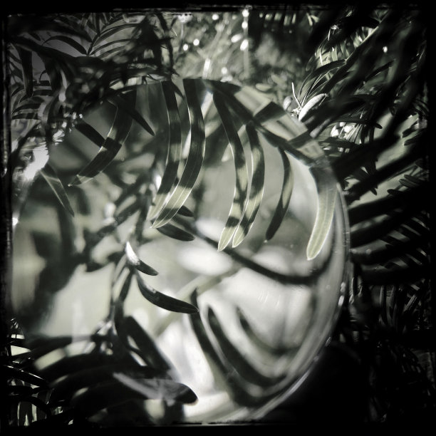 森林中的放大镜图片下载