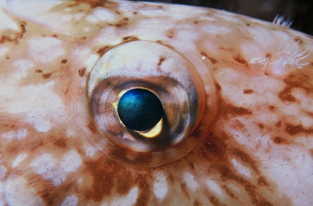 动物的眼睛图片下载