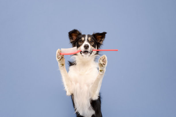 狗的牙刷图片下载