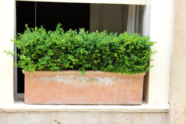 陶土窗箱与修剪黄杨/常青黄杨图片下载