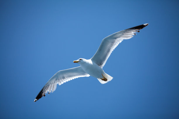 海鸥飞图片下载