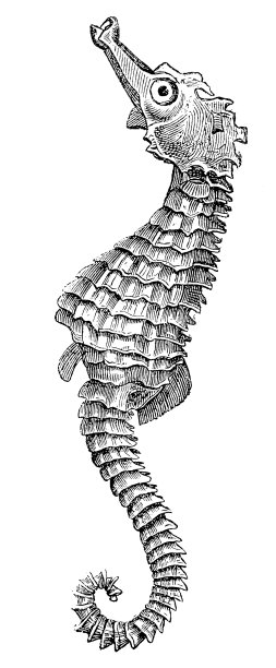 短吻海马(海马)图片下载