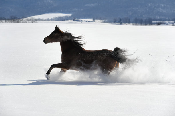 马在飞舞的粉末雪中奔跑，背对着阳光图片下载