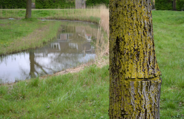 树干草和水图片下载