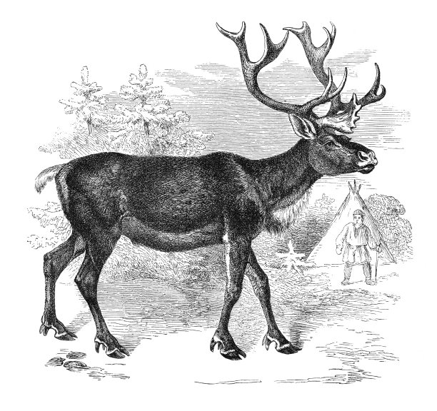 1877年斯堪的纳维亚地区的驯鹿雕刻图片下载
