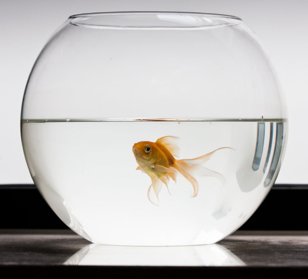 金鱼和城市图片下载