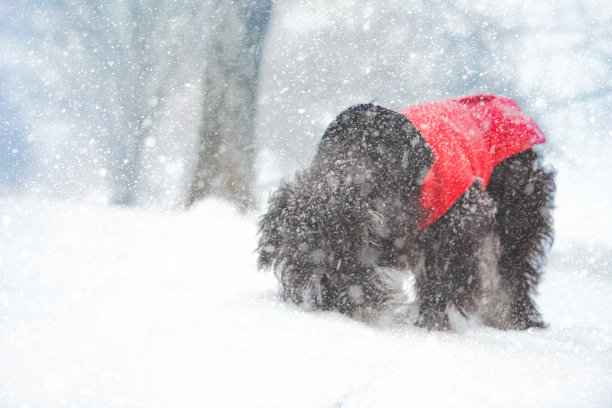 在暴风雪中穿着红色外套的小狗图片下载