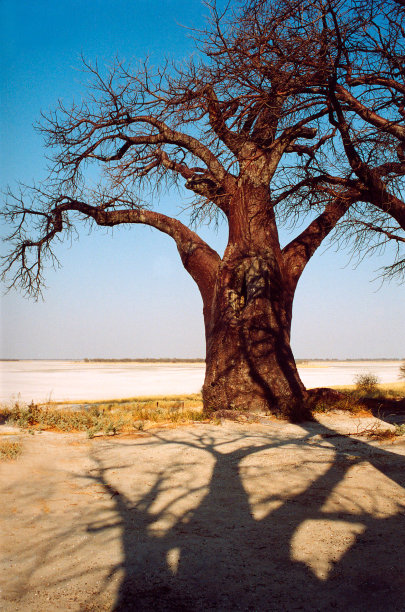 博茨瓦纳:猴面包树和阴影图片下载