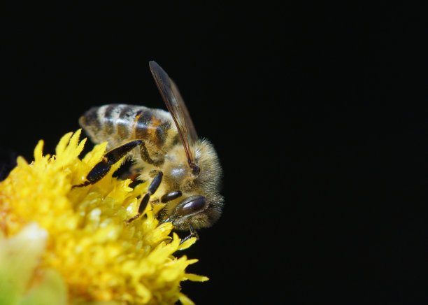 蜜蜂在大丽图片下载