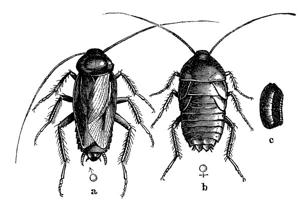 东方蟑螂或水蝽图片下载