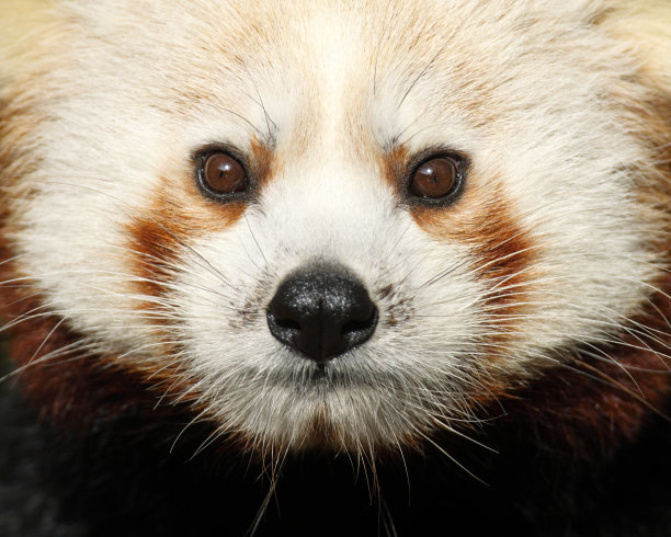 小熊猫(小熊猫)图片下载