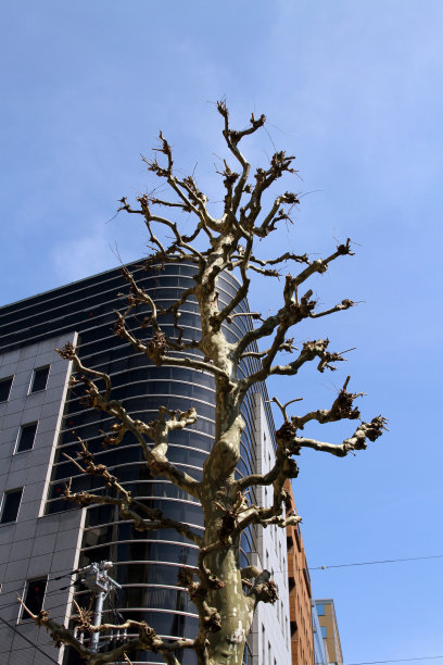 生的树图片下载