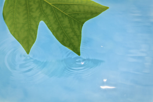 树叶触水图片下载