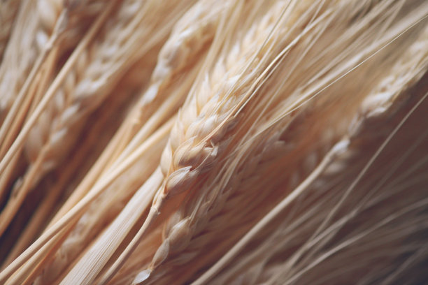 小麦耳朵特写图片下载