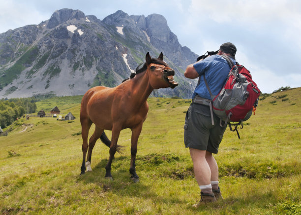 马对摄影师微笑-说Cheese图片下载