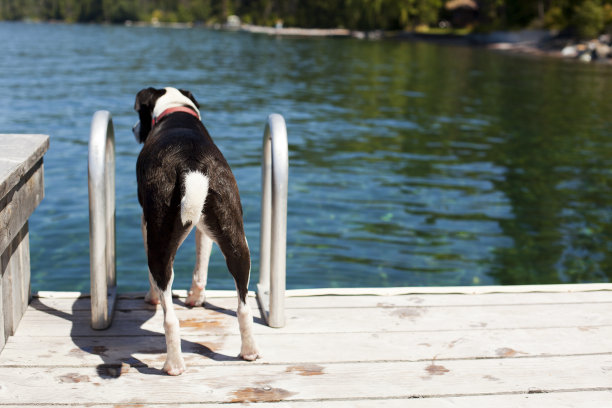 狗在湖图片下载