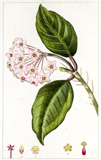 Hoya carnosa古董植物版画图片下载