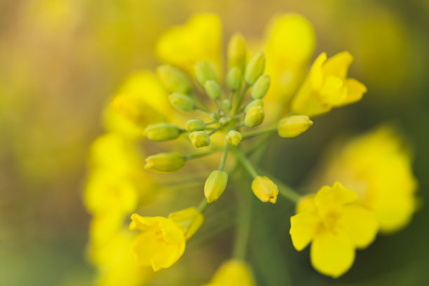 油菜花和芽图片下载