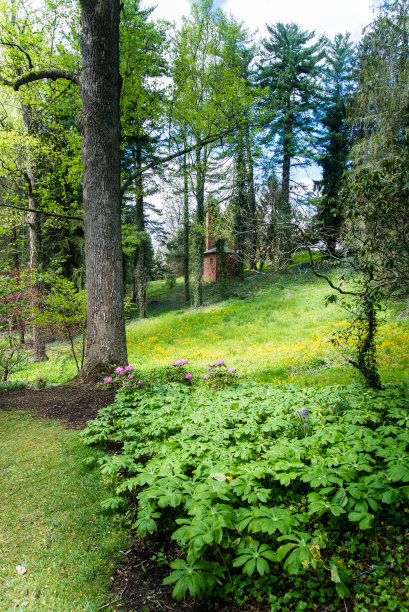 春光明媚，黄花遍地图片下载