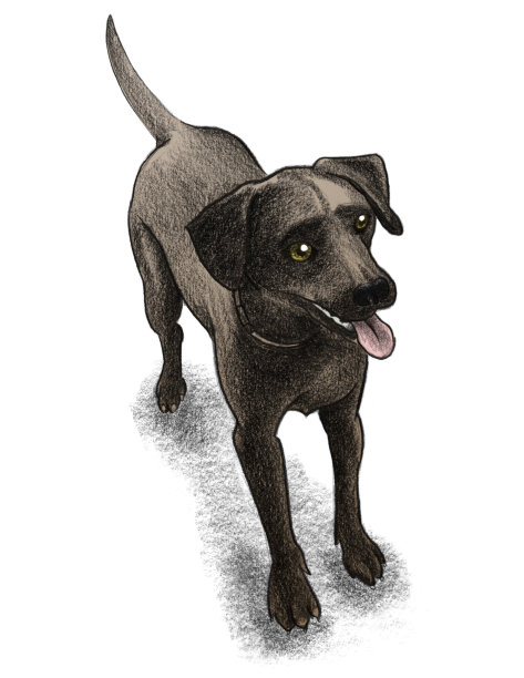 巧克力的实验说明图片下载