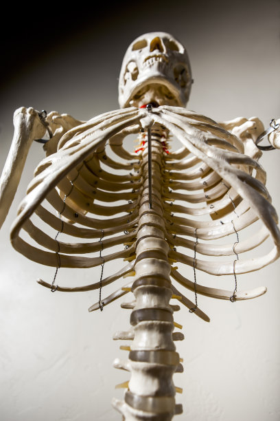解剖骨架图片下载