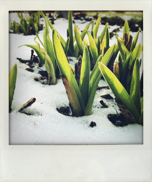 春天的时间图片下载