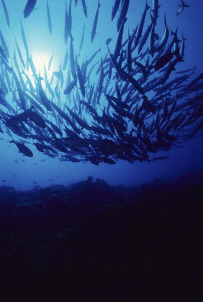 库达游行素材图片