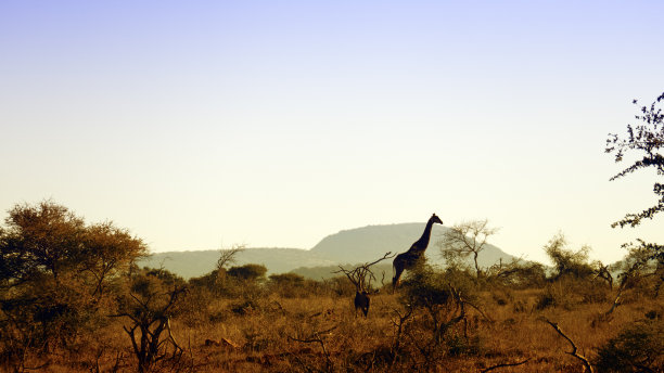 南非马迪克威地平线上长颈鹿的剪影图片下载