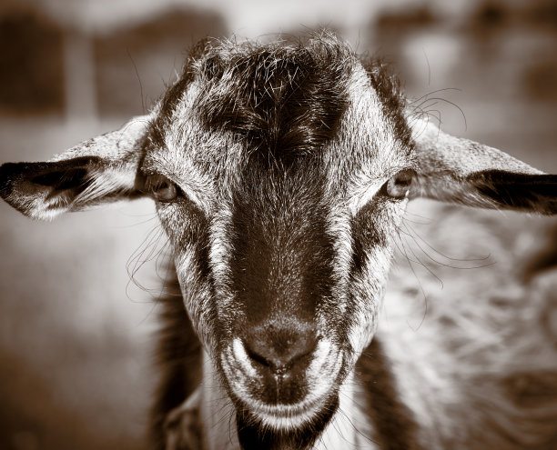 小山羊的肖像图片下载