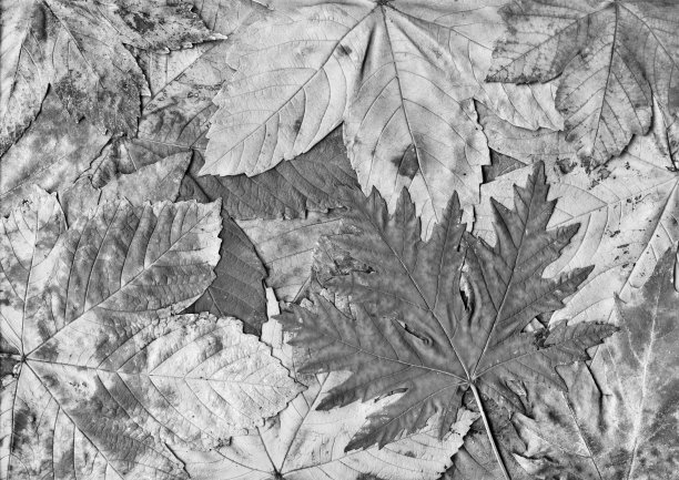 高分辨率秋季干枫树叶B&W背景图片下载