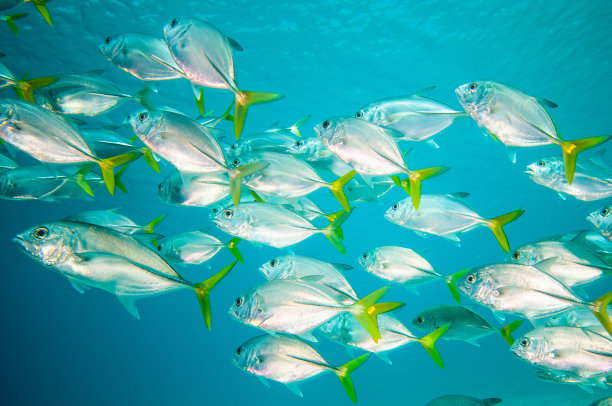 学校的鱼图片下载