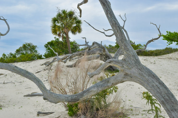 坎伯兰岛，佐治亚州-沙丘和棕榈素材图片