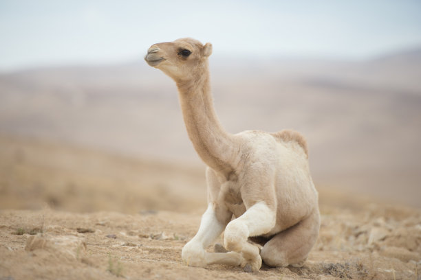 沙漠中坐在地上的骆驼幼崽图片下载