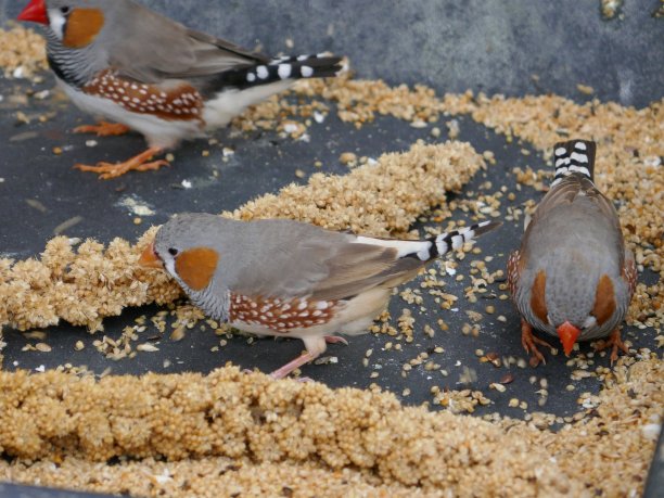 宠物鸣鸟图片下载