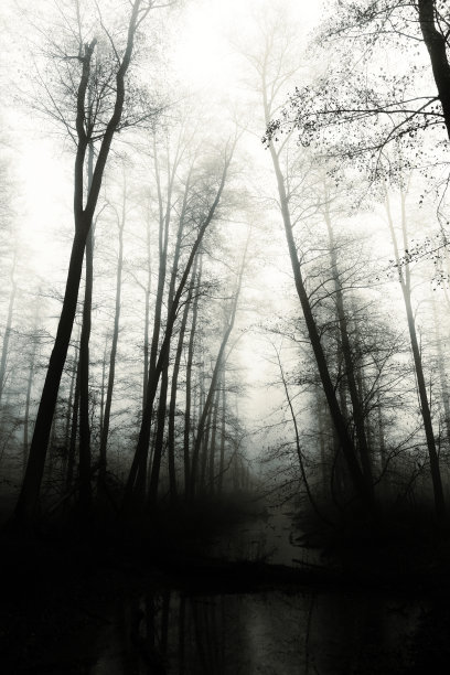 黑雾森林图片下载