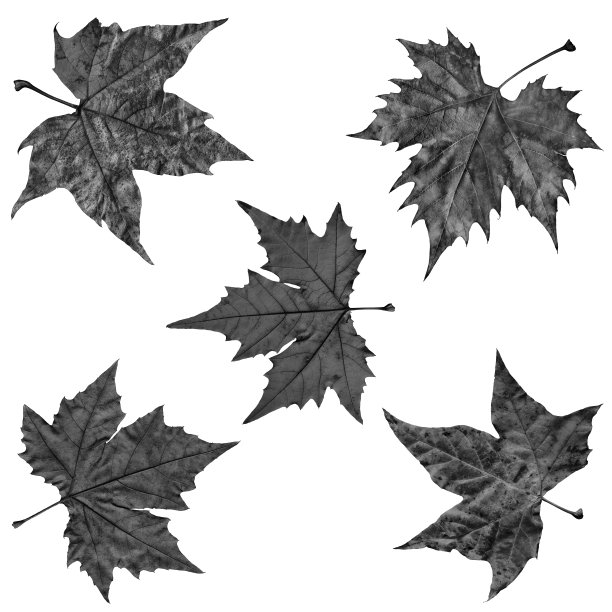秋天黑枫叶孤立在白色的背景图片下载