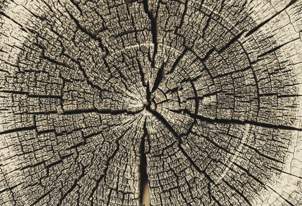 树的年轮图片下载