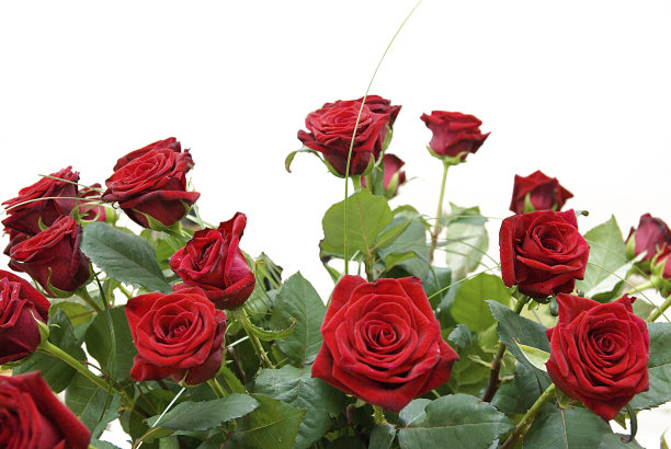 红玫瑰孤立在白色工作室拍摄图片下载