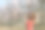 杏树下盛开的杏花图片下载