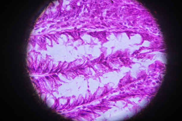 显微镜下平滑肌横切面图片下载