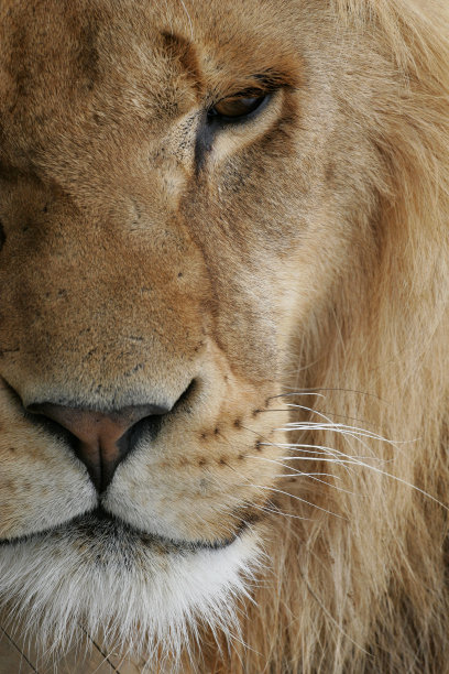 一个狮子的特写镜头，画面中有半张脸图片下载